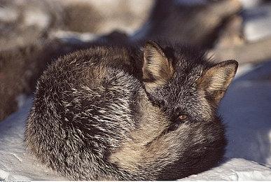 《末日地带2》Steam抢先体验 末世生存建造