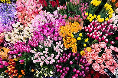 《女神异闻录》《真女神转生》等或将推出改编剧